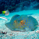 Illustration for article titled Perhaps the Most Beautiful Undersea Photography Weve Ever Seen